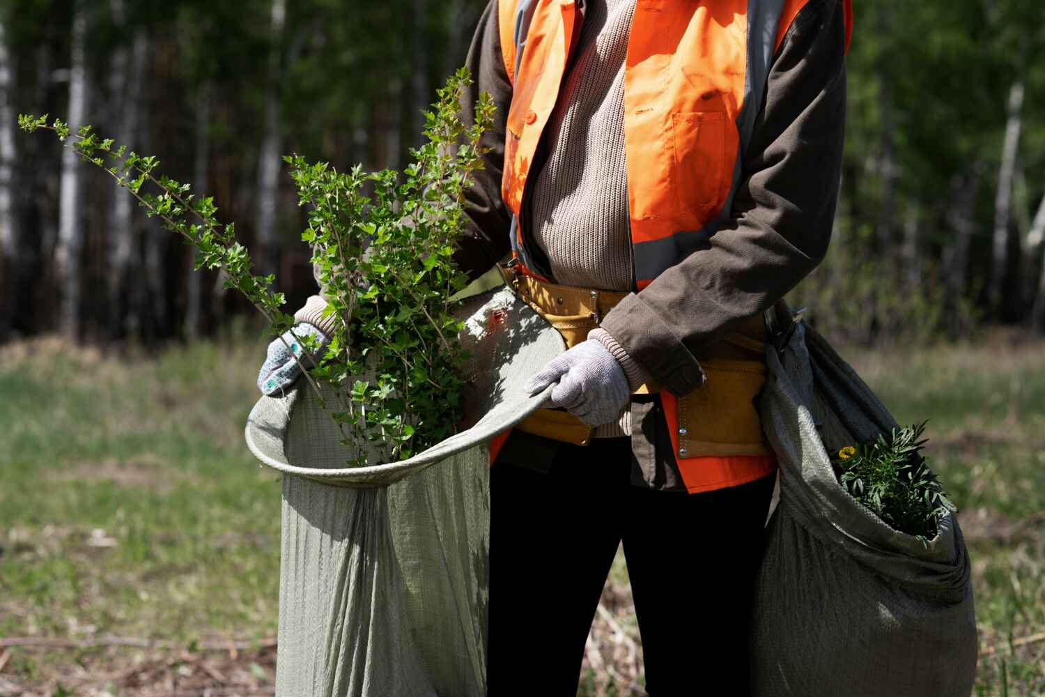 Best Local Tree Services  in Warsaw, MO